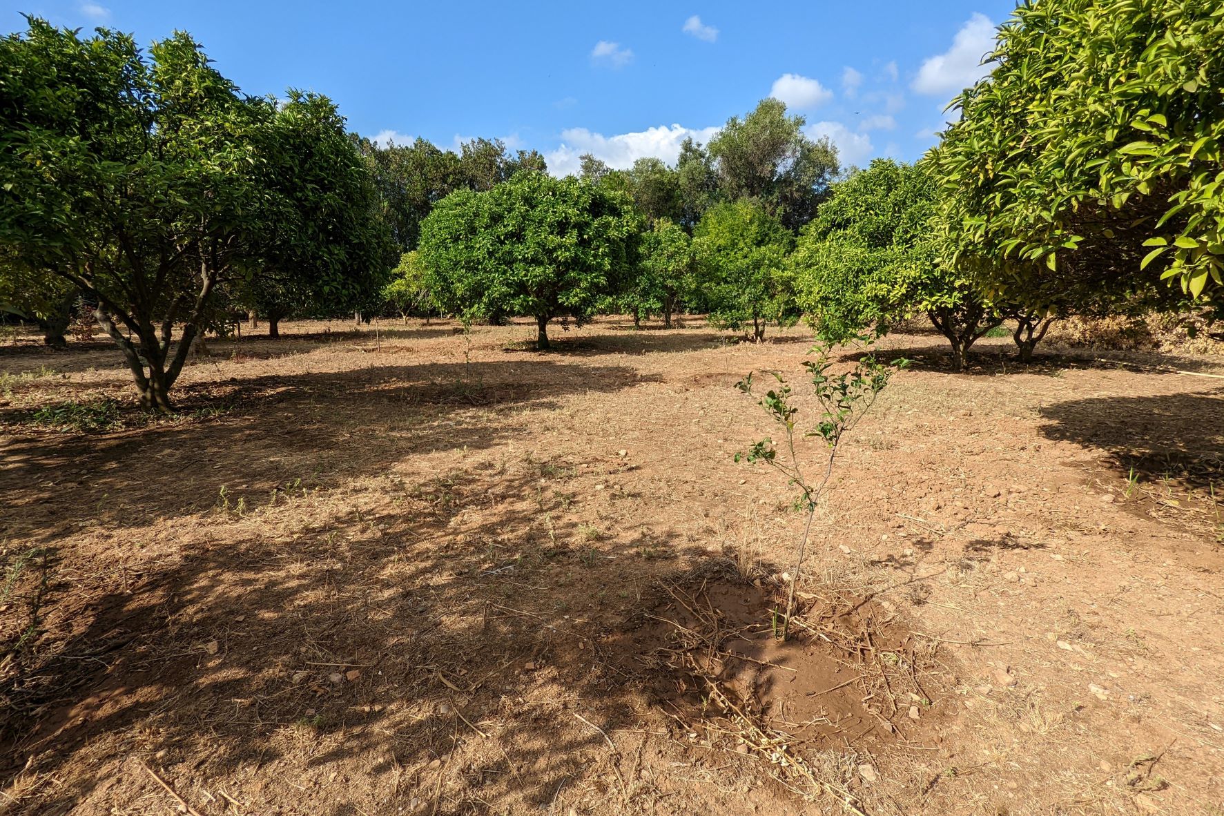 Land, For Sale