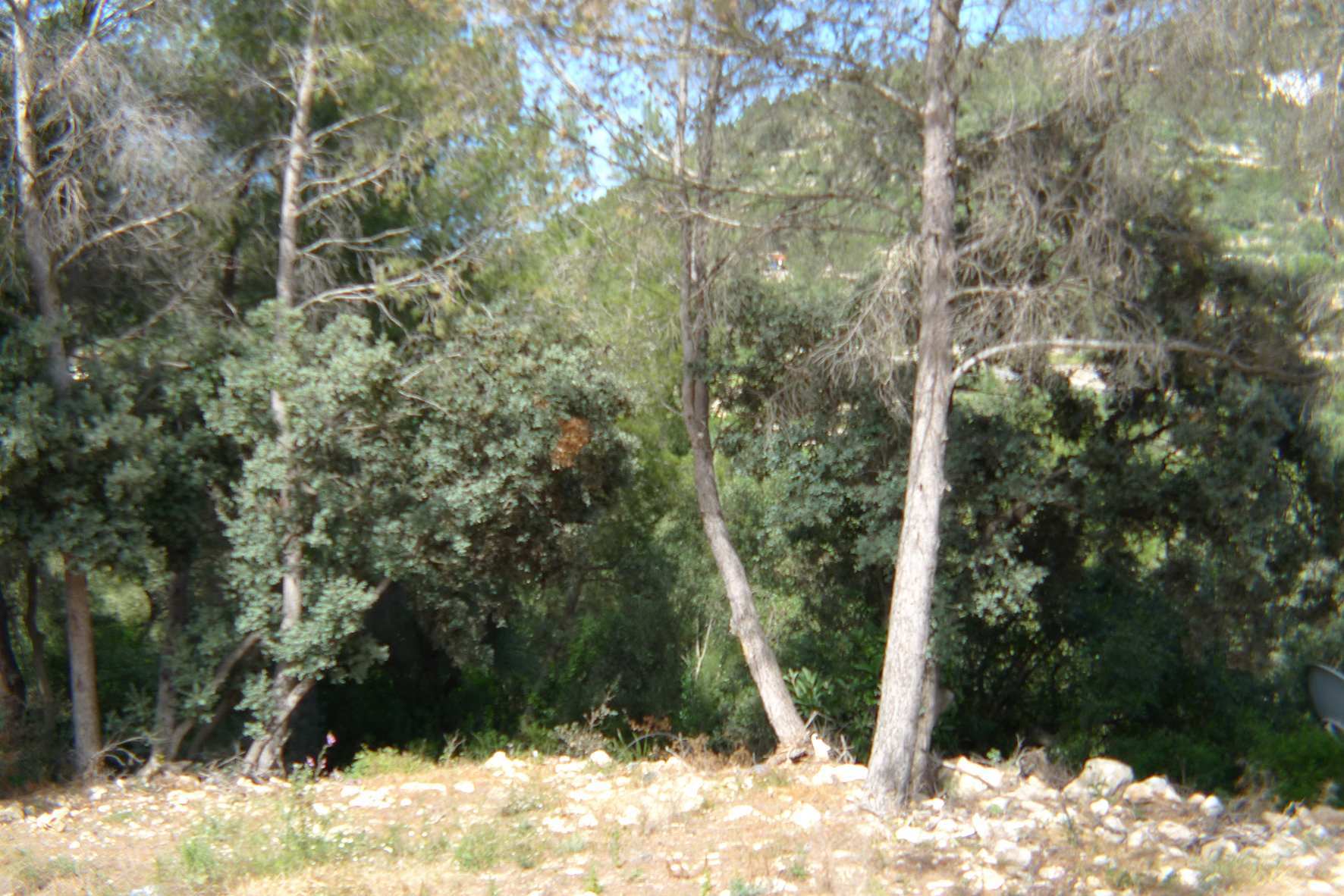 Land, For Sale
